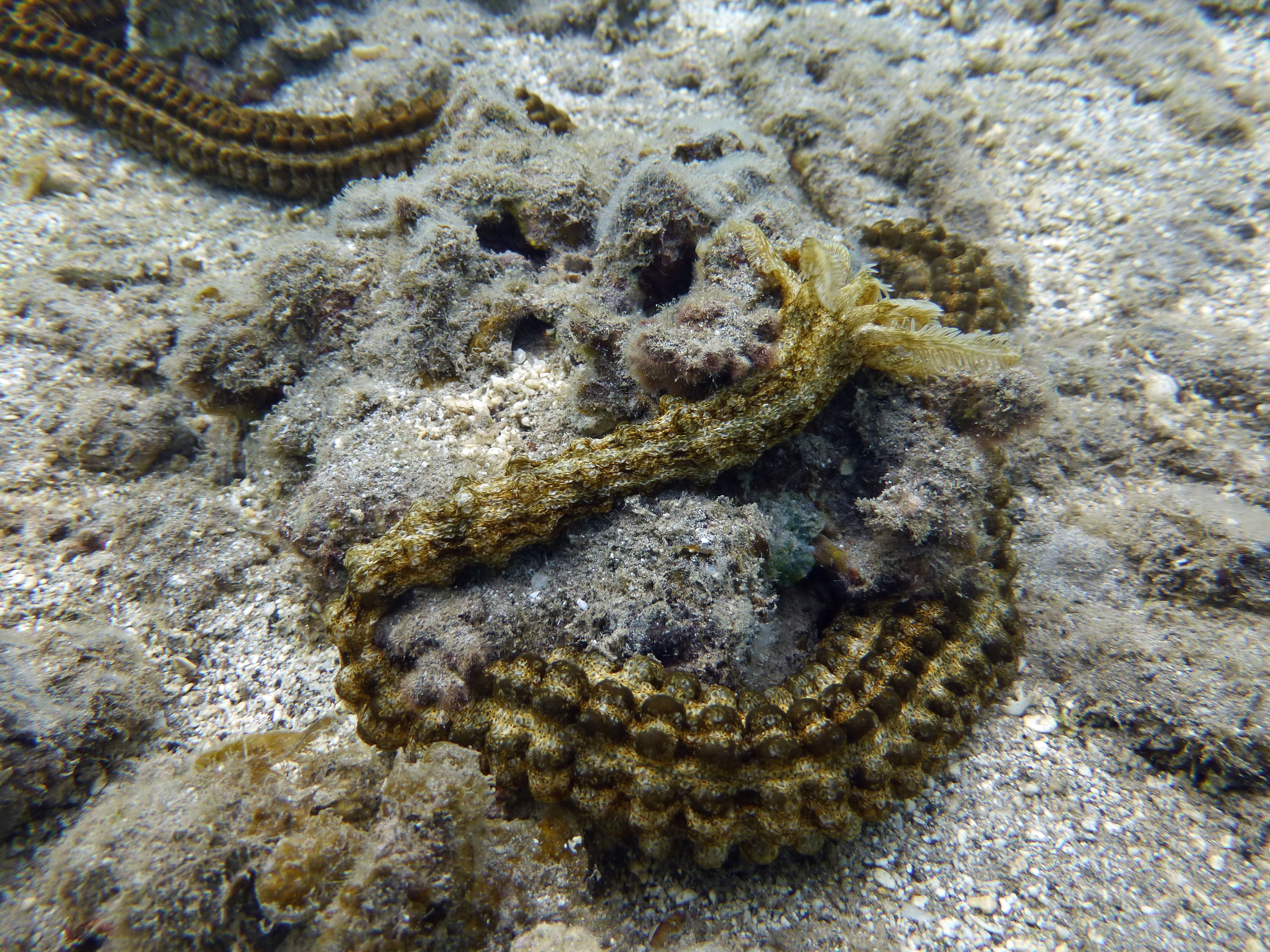 Synapta maculata, Tahiti, French Polynesia 2019.